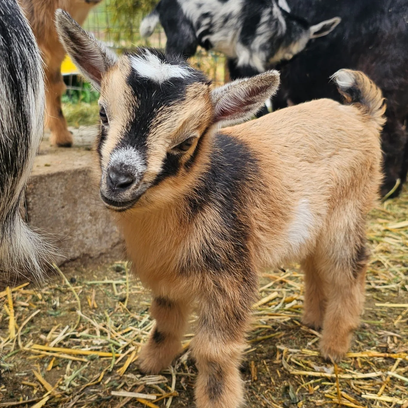 JCFM Newsletter — Jefferson County Farmers Markets